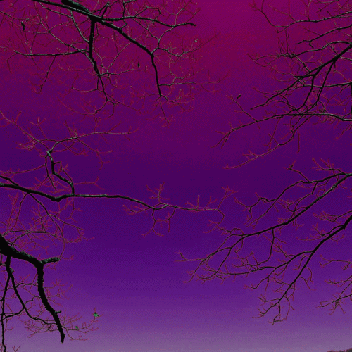 Serotonin Leakage : AMT Serotonin Leakage : AMT